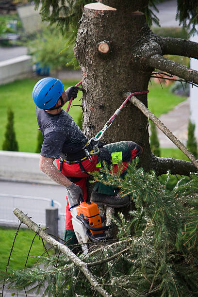 Trusted Red Chute, LA Tree Services Experts